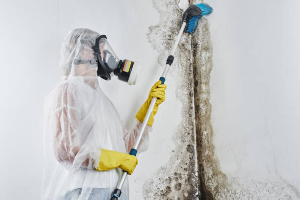 Why You Should Choose Our Mold Remediation Services in Pine Mountain Clu, CA